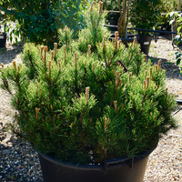 Pinus mugo Pumillo | Order online @ Tendercare