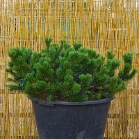 Pinus mugo Pumillo
