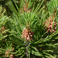 Pinus mugo Pumillo | Order online @ Tendercare