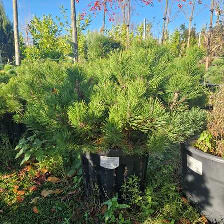 Pinus mugo subsp. mugo