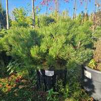 Pinus mugo subsp. mugo