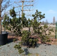 Pinus mugo subsp. uncinata