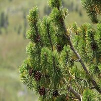 Pinus mugo subsp. uncinata - image 2