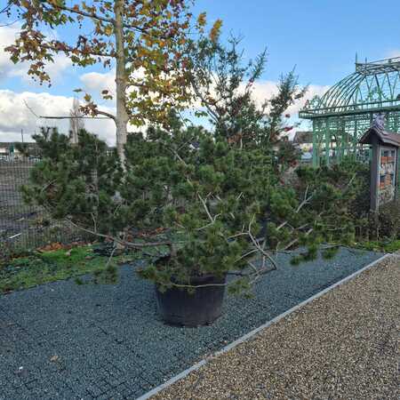 Pinus mugo subsp. uncinata