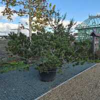 Pinus mugo subsp. uncinata