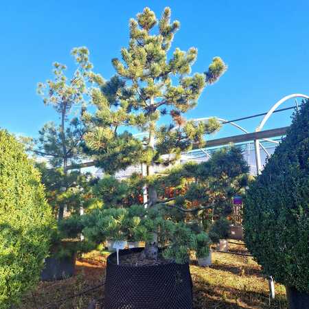 Pinus mugo subsp. uncinata