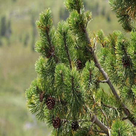 Pinus mugo subsp. uncinata