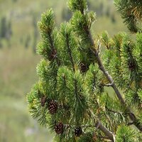 Pinus mugo subsp. uncinata