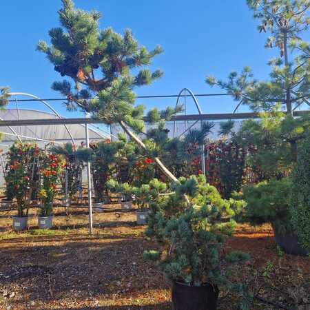 Pinus parviflora Blue Giant - image 2