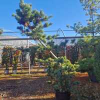 Pinus parviflora Blue Giant - image 2