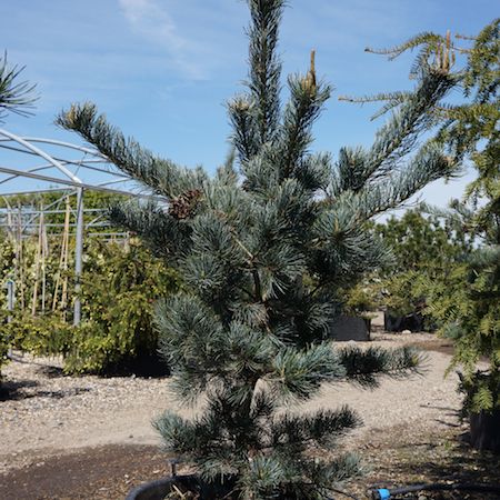 Pinus parviflora Blue Giant - image 2