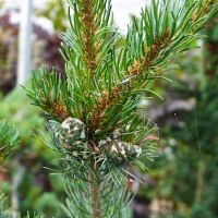 Pinus parviflora Blue Giant - image 1