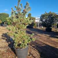 Pinus parviflora Glauca - image 3