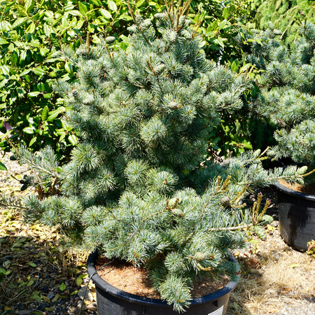 Pinus parviflora Negishi - image 1