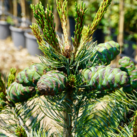 Pinus parviflora Negishi - image 2