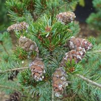 Pinus parviflora Negishi - image 2