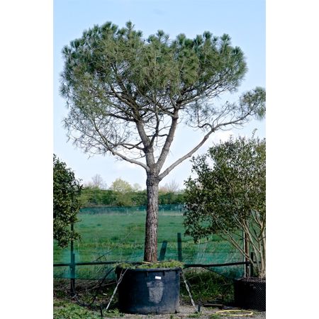 Pinus pinea