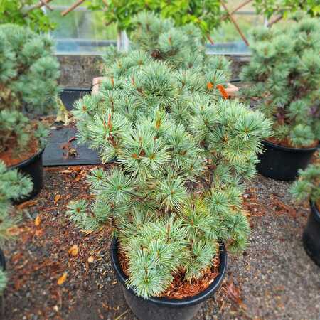 Pinus pumila Globe