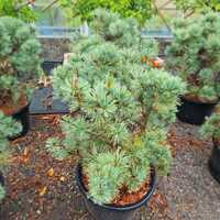 Pinus pumila Globe