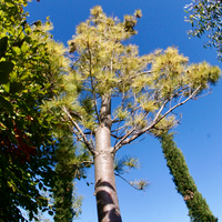 Pinus strobus - image 2