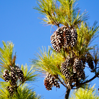 Pinus strobus - image 3