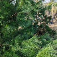 Pinus strobus