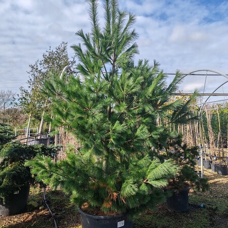 Pinus strobus
