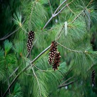 Pinus strobus