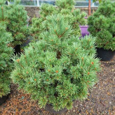 Pinus sylvestris Frensham