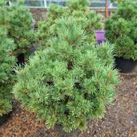 Pinus sylvestris Frensham