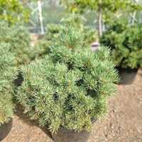 Pinus sylvestris Frensham