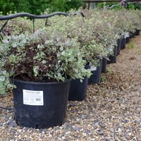 Pittosporum ten. Bannow Bay