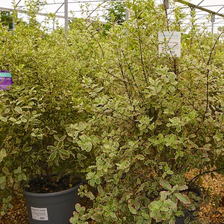 Pittosporum ten. Elizabeth