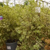Pittosporum ten. Elizabeth