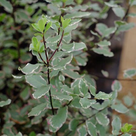 Pittosporum ten. Elizabeth - image 1