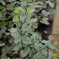 Pittosporum ten. Elizabeth - image 1