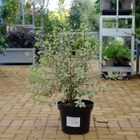 Pittosporum ten. Elizabeth - image 2