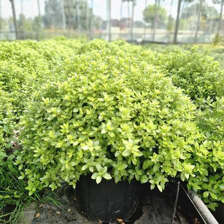 Pittosporum ten. Midget