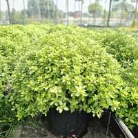 Pittosporum ten. Midget