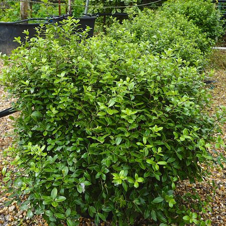 Pittosporum ten. Pom Pom