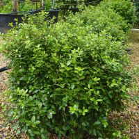 Pittosporum ten. Pom Pom