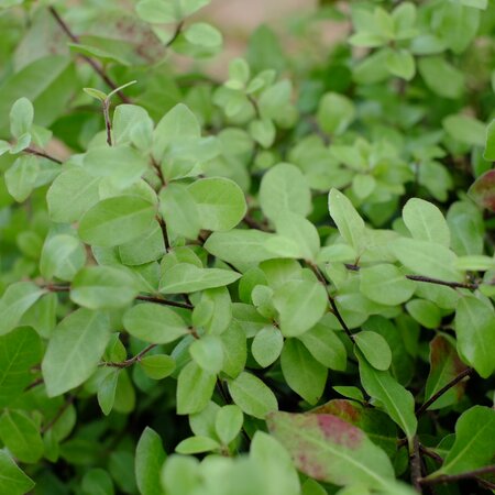 Pittosporum ten. Pom Pom - image 1