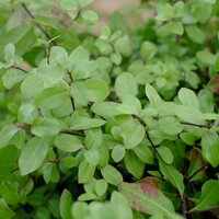 Pittosporum ten. Pom Pom - image 1