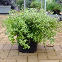Pittosporum ten. Pom Pom - image 2