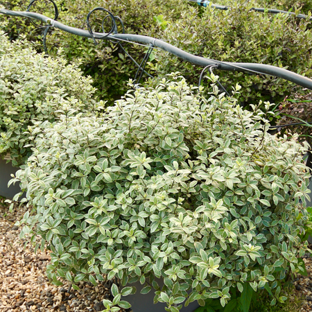 Pittosporum ten. Silver Ball