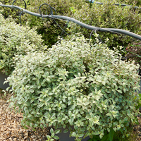 Pittosporum ten. Silver Ball