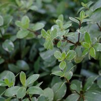 Pittosporum ten. Silver Ball - image 2