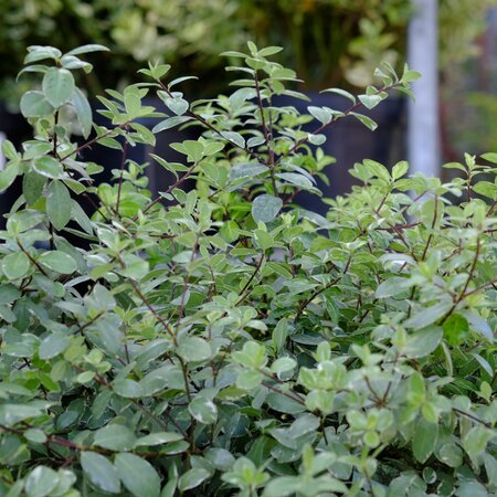 Pittosporum ten. Silver Ball - image 1