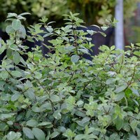 Pittosporum ten. Silver Ball - image 1