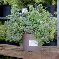Pittosporum ten. Silver Ball - image 3